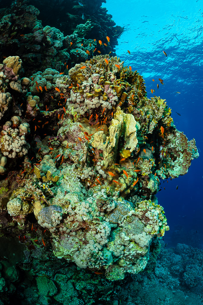 Coral outcrop with anthias against bright blue surface, vertical, Um Arouk, Red Sea, Egypt