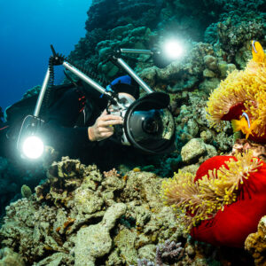 Underwater photographer lighting Red Sea anemonefish in red magnificent anemones, Um Arouk, Red Sea, Egypt