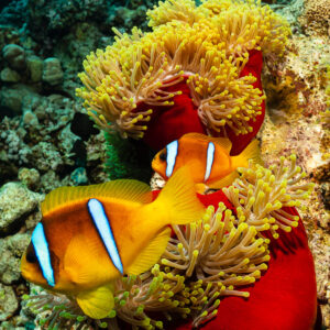 Two Red Sea anemonefish in a magnificent anemone with red column, Um Arouk, Red Sea, Egypt
