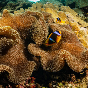 Two Red Sea anemonefish in a large brown carpet anemone, Um Arouk, Red Sea, Egypt