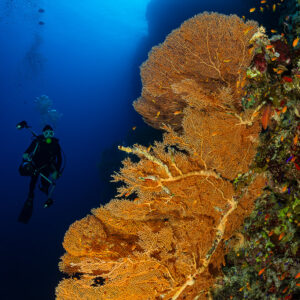 Diver beside a giant orange sea fan on a reef wall, Habili Ali North, Red Sea, Egypt