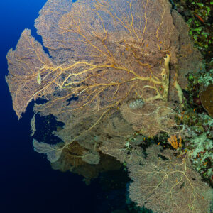 Giant sea fan on a dark reef wall, vertical wide angle, Habili Ali North, Red Sea, Egypt