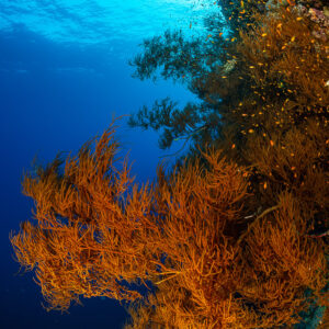 Bushy orange gorgonians on a wall with blue water and sun, Habili Ali North, Red Sea, Egypt