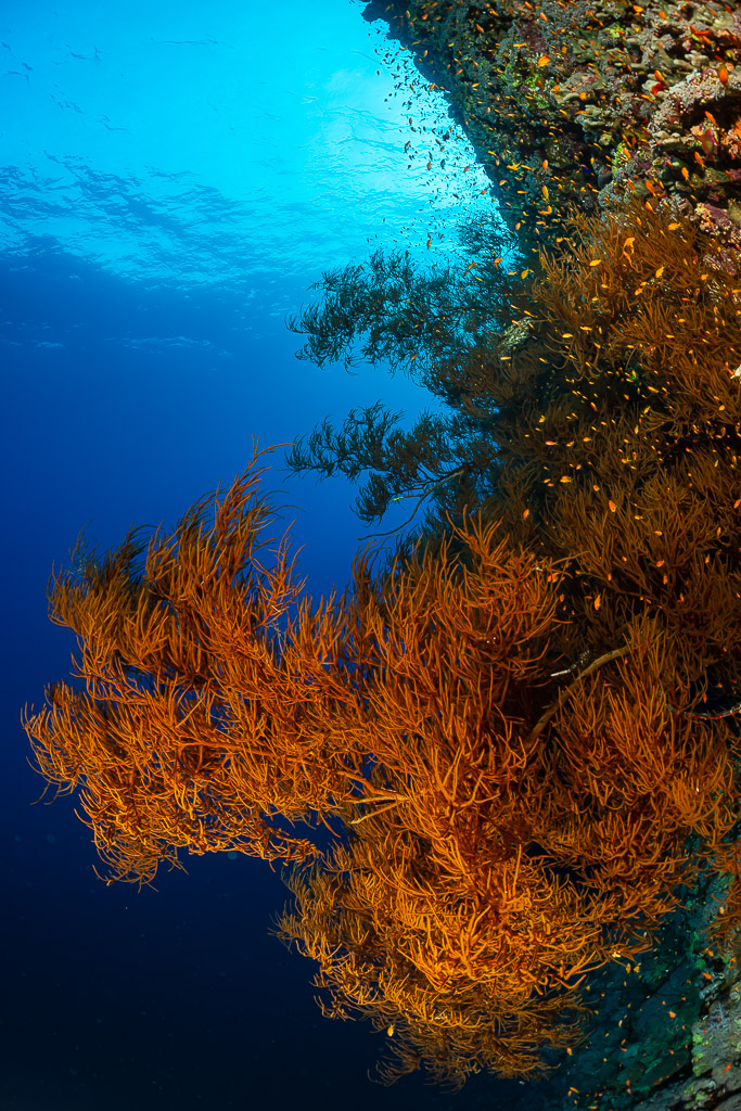 Bushy orange gorgonians on a wall with blue water and sun, Habili Ali North, Red Sea, Egypt