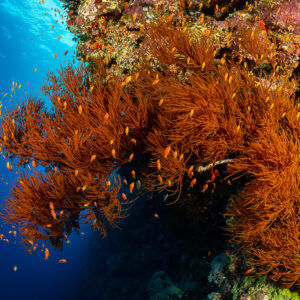 Dense bushy orange gorgonians surrounded by anthias on a wall, Habili Ali North, Red Sea, Egypt