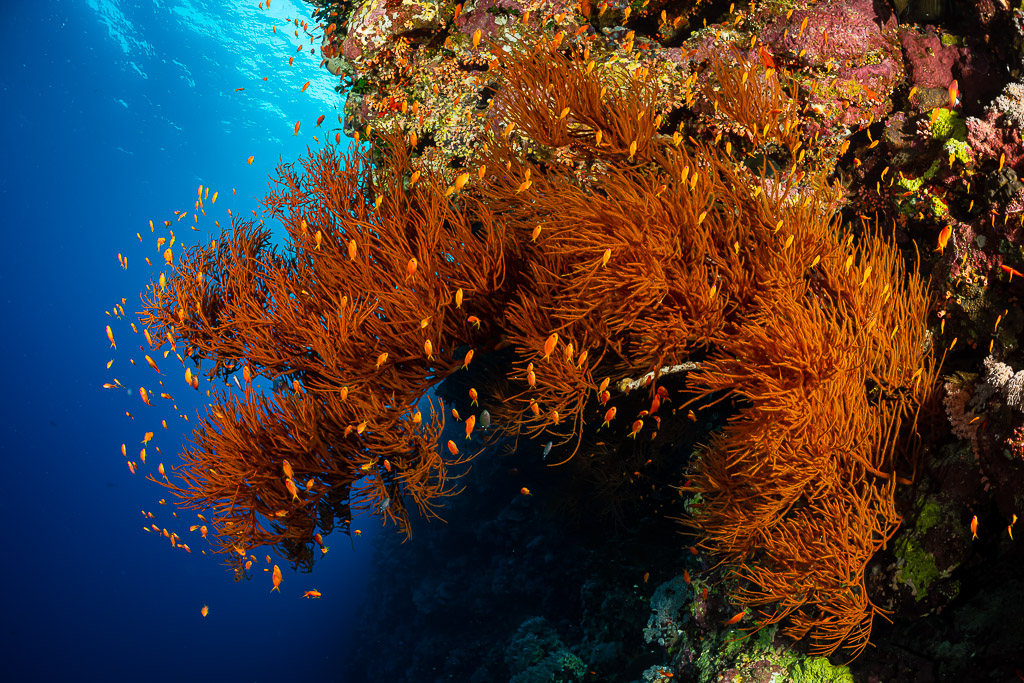 Dense bushy orange gorgonians surrounded by anthias on a wall, Habili Ali North, Red Sea, Egypt