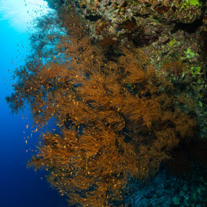 Orange bushy gorgonians on a reef wall backlit by the sun, Habili Ali North, Red Sea, Egypt