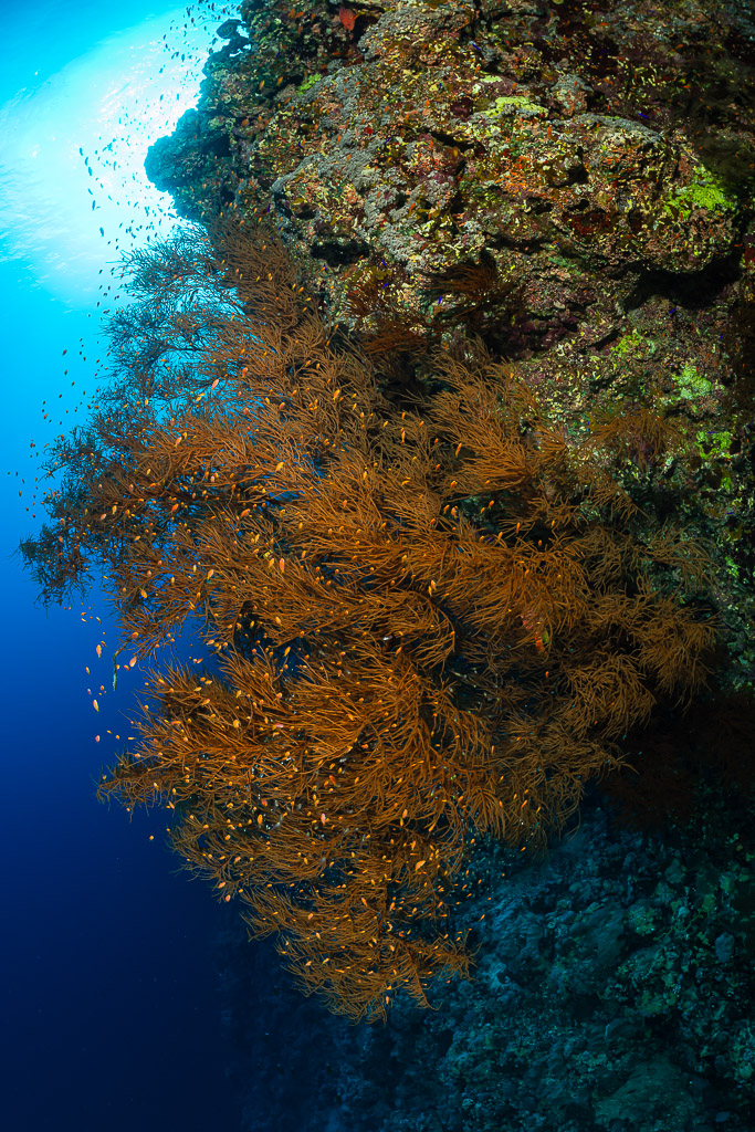Orange bushy gorgonians on a reef wall backlit by the sun, Habili Ali North, Red Sea, Egypt