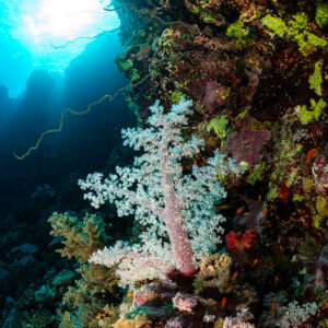 Corail mou rose pâle dans une crevasse sombre à contre-jour, Habili Ali nord, mer Rouge, Égypte
