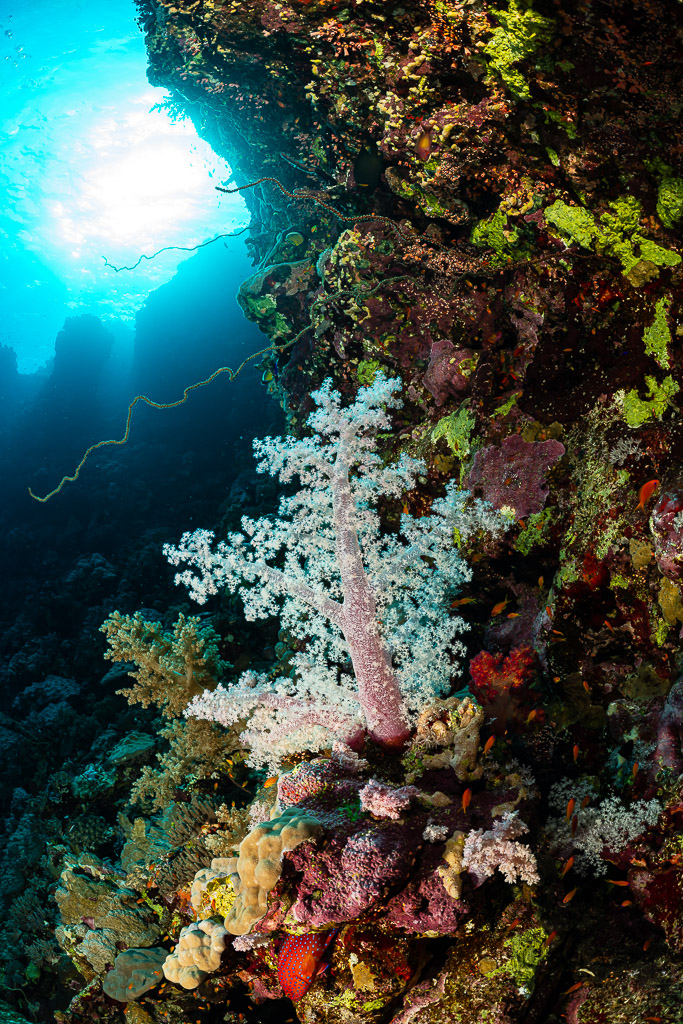 Corail mou rose pâle dans une crevasse sombre à contre-jour, Habili Ali nord, mer Rouge, Égypte