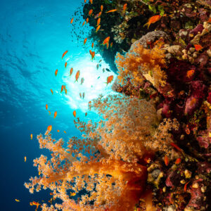 Corail mou orange et anthias devant un soleil éclatant, Habili Ali nord, mer Rouge, Égypte