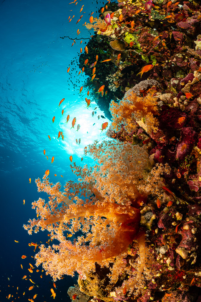 Corail mou orange et anthias devant un soleil éclatant, Habili Ali nord, mer Rouge, Égypte