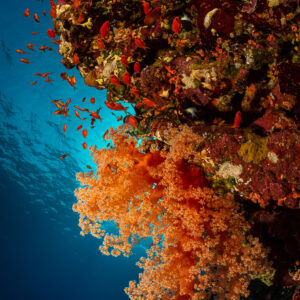 Coraux mous orange accrochés à un tombant dans le bleu, Habili Ali nord, mer Rouge, Égypte