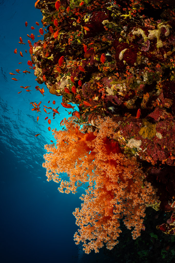 Coraux mous orange accrochés à un tombant dans le bleu, Habili Ali nord, mer Rouge, Égypte