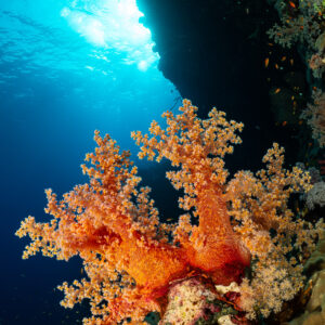 Corail mou orange sous un surplomb sombre, surface ensoleillée, Habili Ali nord, mer Rouge, Égypte