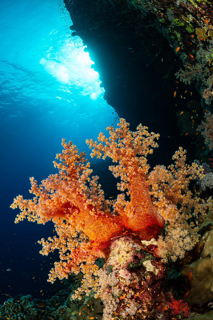 Corail mou orange sous un surplomb sombre, surface ensoleillée, Habili Ali nord, mer Rouge, Égypte