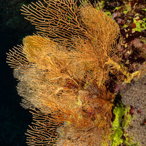 Golden sea fan on a dark reef wall lit by strobes, Habili Ali North, Red Sea, Egypt