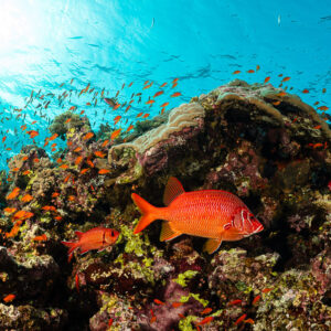 Sabre squirrelfish over a coral reef full of anthias under the sun, Habili Ali North, Red Sea, Egypt