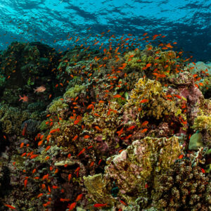 Sommet de récif grouillant d’anthias orange sous la surface, Habili Ali nord, mer Rouge, Égypte