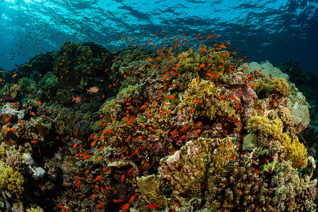 Sommet de récif grouillant d’anthias orange sous la surface, Habili Ali nord, mer Rouge, Égypte