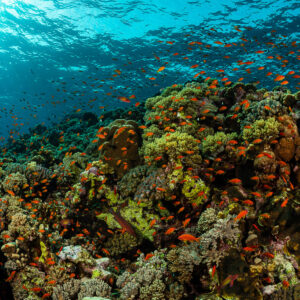 Récif corallien peu profond avec anthias et reflets de surface, Habili Ali nord, mer Rouge, Égypte