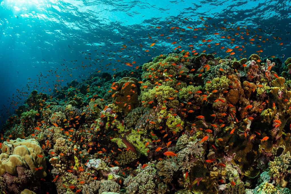 Récif corallien peu profond avec anthias et reflets de surface, Habili Ali nord, mer Rouge, Égypte