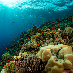 Sloping coral reef with large boulder coral and sun rays, Habili Ali North, Red Sea, Egypt
