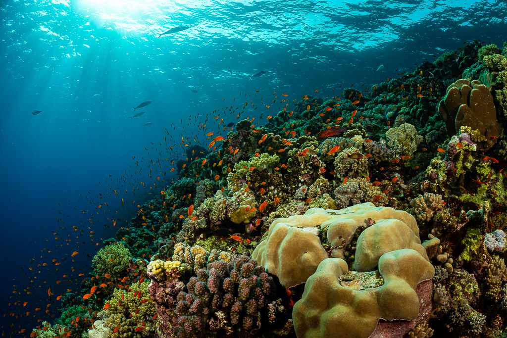 Sloping coral reef with large boulder coral and sun rays, Habili Ali North, Red Sea, Egypt