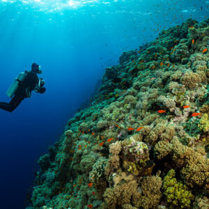 Diver swimming along a steep coral slope in deep blue water, Habili Ali North, Red Sea, Egypt