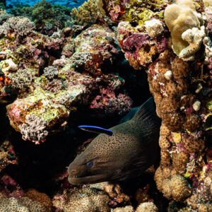 Giant moray in a reef hole attended by a bluestreak cleaner wrasse, Habili Ali North, Red Sea, Egypt
