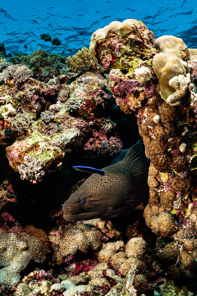 Giant moray in a reef hole attended by a bluestreak cleaner wrasse, Habili Ali North, Red Sea, Egypt