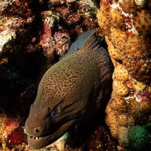 Giant moray peering out of a coral crevice, vertical, Habili Ali North, Red Sea, Egypt