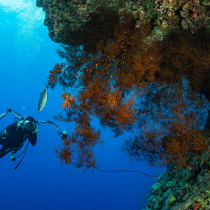 Diver with strobes beside bushy orange gorgonians under an overhang, Habili Ali South, Red Sea, Egypt
