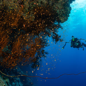 Bushy orange gorgonians with anthias and a distant diver, Habili Ali South, Red Sea, Egypt