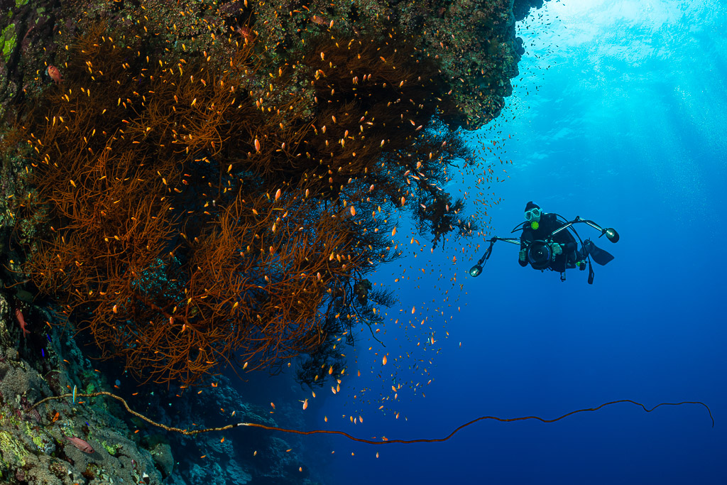 Bushy orange gorgonians with anthias and a distant diver, Habili Ali South, Red Sea, Egypt