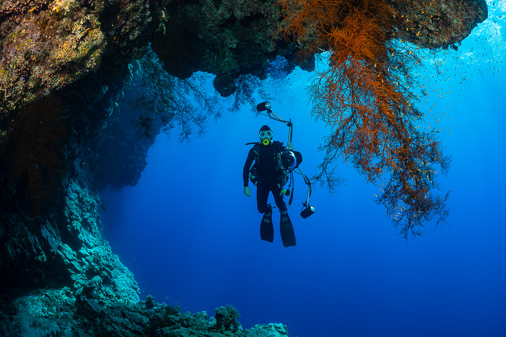 Diver framed in a reef arch hung with orange gorgonians, Habili Ali South, Red Sea, Egypt