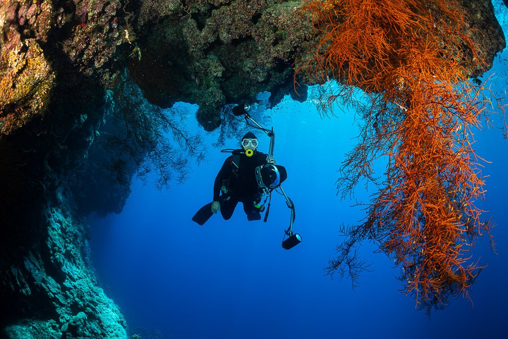 Diver with strobes under an arch beside hanging orange gorgonians, Habili Ali South, Red Sea, Egypt