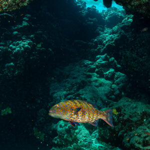 Saumonée de mer Rouge nageant dans une grotte du récif, Habili Ali sud, mer Rouge, Égypte