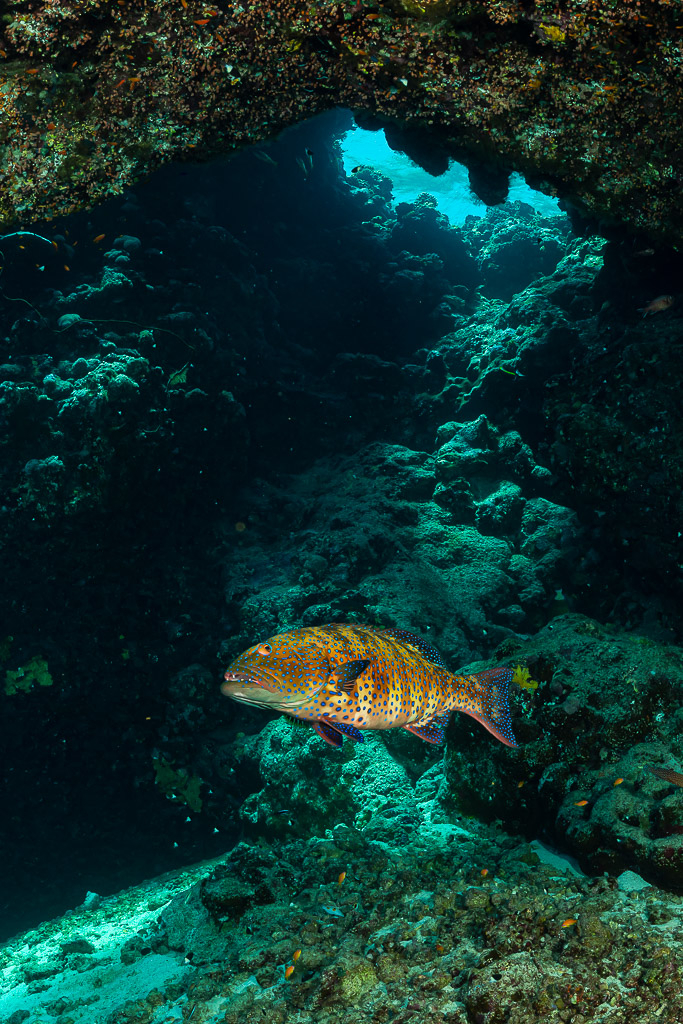 Saumonée de mer Rouge nageant dans une grotte du récif, Habili Ali sud, mer Rouge, Égypte