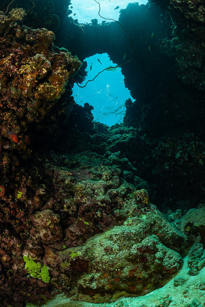 Cave passage with a window toward the surface, vertical, Habili Ali South, Red Sea, Egypt
