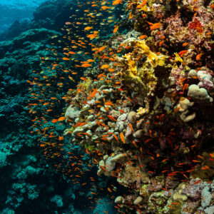 Coral pinnacle wall swarming with orange anthias, vertical view, Habili Ali South, Red Sea, Egypt