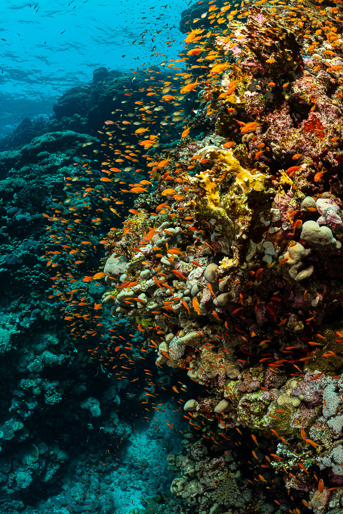 Coral pinnacle wall swarming with orange anthias, vertical view, Habili Ali South, Red Sea, Egypt