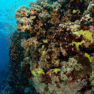 Massive coral pinnacle with yellow sponges and scattered anthias in blue water, Habili Ali South, Red Sea, Egypt