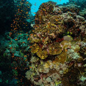 Coral pinnacle with plate corals framed by reef wall and anthias, Habili Ali South, Red Sea, Egypt