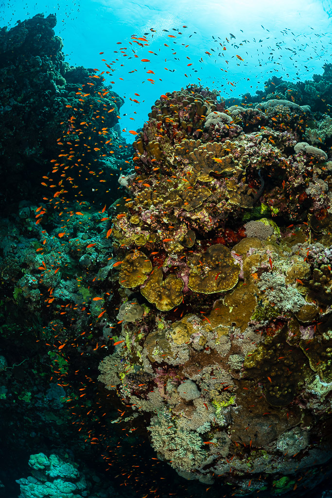 Coral pinnacle with plate corals framed by reef wall and anthias, Habili Ali South, Red Sea, Egypt