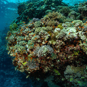 Tête corallienne arrondie sous la surface, vue grand-angle légèrement plongeante, Habili Ali sud, mer Rouge, Égypte