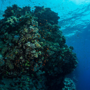 Dark coral pinnacle silhouetted against the sunlit surface and deep blue, Habili Ali South, Red Sea, Egypt