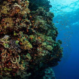Coral pinnacle covered in hard and soft corals beside the blue, sun above, Habili Ali South, Red Sea, Egypt