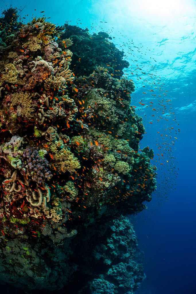 Coral pinnacle covered in hard and soft corals beside the blue, sun above, Habili Ali South, Red Sea, Egypt