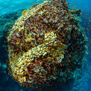 Large dome-shaped coral pinnacle with plate corals and anthias, seen from above, Habili Ali South, Red Sea, Egypt